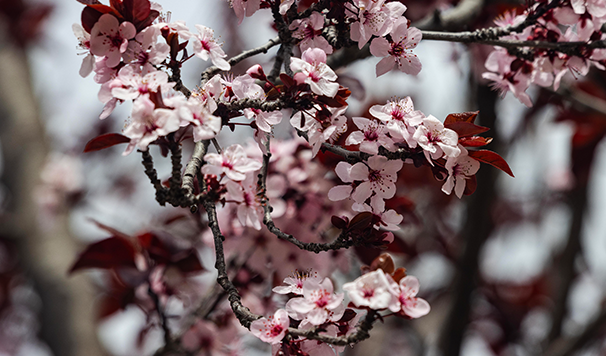 BlossomTree SrCtr 3_16_25 5 (2) copy